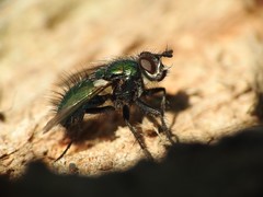 Gymnocheta viridis