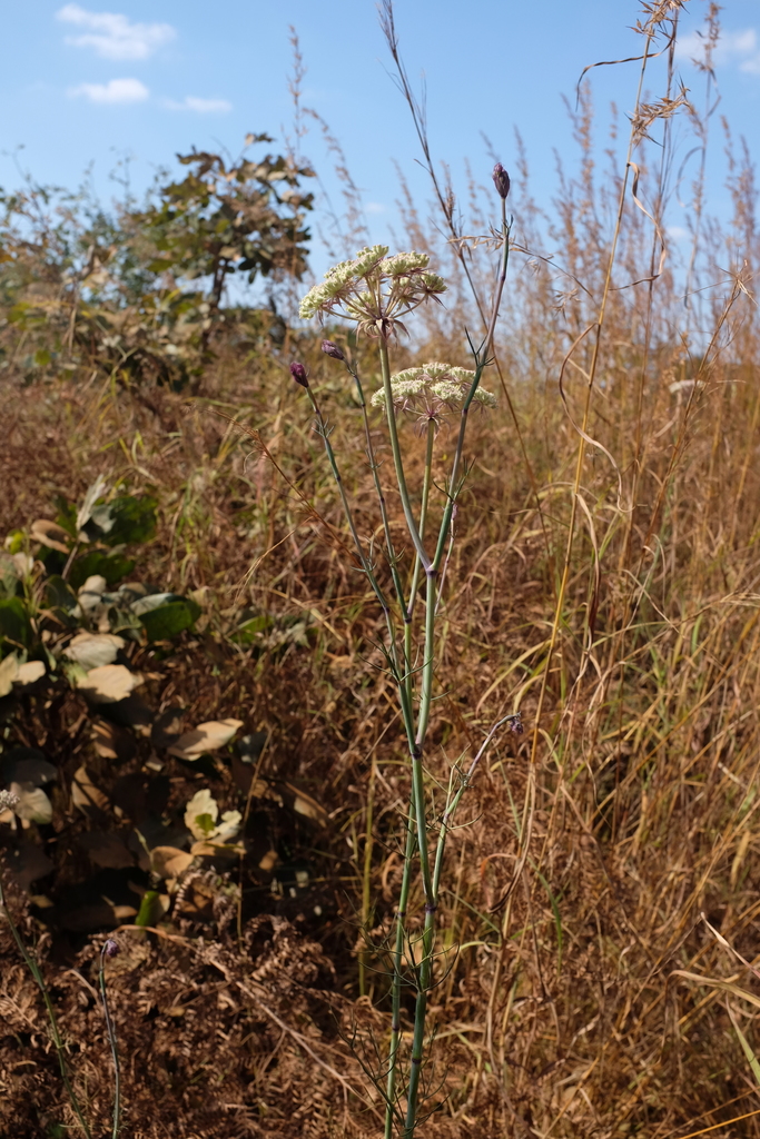 Diplolophium zambesianum
