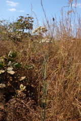 Diplolophium zambesianum