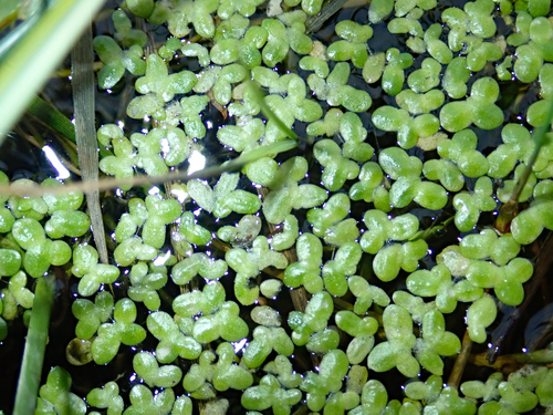 Lemna aequinoctialis iNat (1)