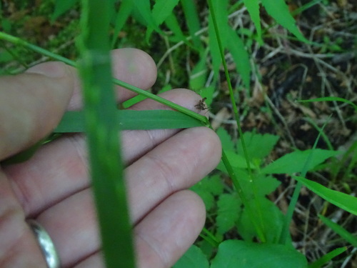 Image of Festuca subverticillata by no rights reserved