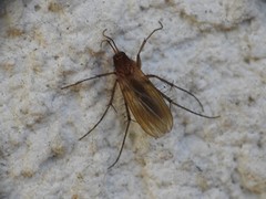 Dynatosoma