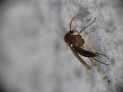Dynatosoma