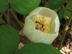 Paeonia vernalis