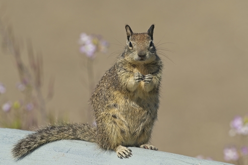California Ground Squirrel, photo 6 of 7