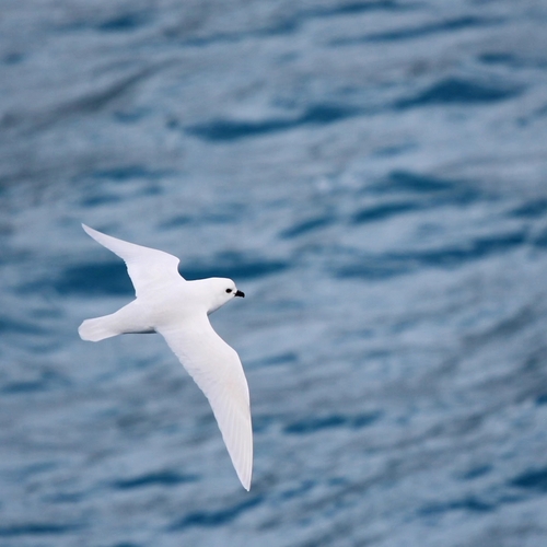 Snow Petrel (Pagodroma nivea)