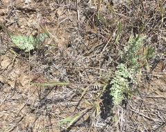 Vesper purpurascens