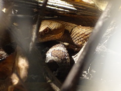 Crotalus campbelli