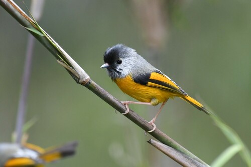 Golden-breasted Fulvetta (Lioparus chrysotis), photo 1