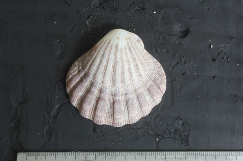 Nodipecten subnodosus