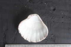 Nodipecten subnodosus