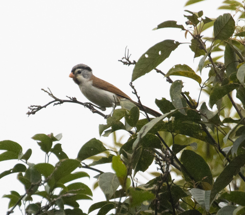 Grey-headed Parrotbill (Paradoxornis gularis), photo 2