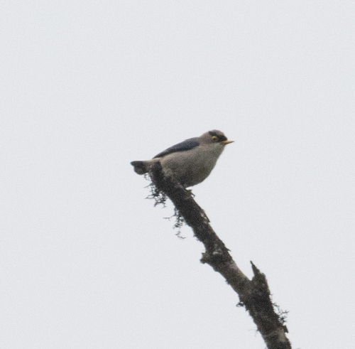 Yellow-billed Nuthatch (Sitta solangiae), photo 1