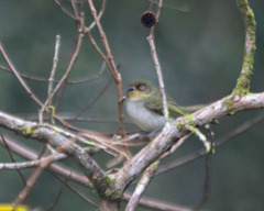 Bay-Ringed Tyrannulet photo 2