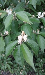 Lonicera maackii