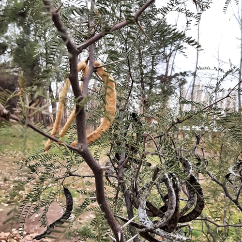 Alpataco (Neltuma alpataco)
