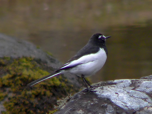 Japanese Wagtail