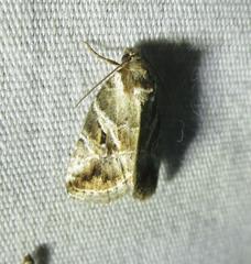 Diastema cnossia