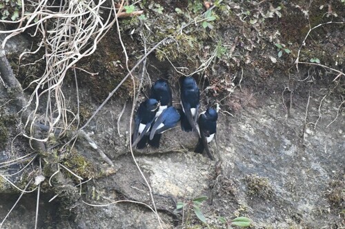 Nepal House Martin (Delichon nipalense)