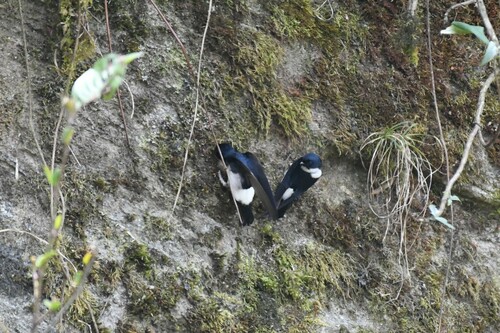 Nepal House Martin (Delichon nipalense), photo 2