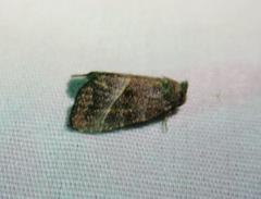 Ogdoconta altura