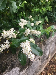 Ligustrum sinense