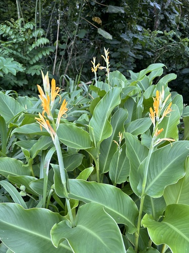 Canna indica observed 2024-05-24