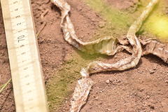 Lampropeltis