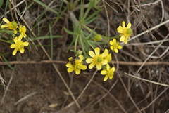 Ranunculus rhomboideus
