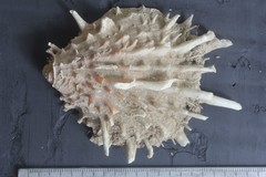 Spondylus limbatus