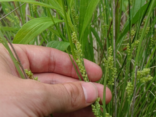 Image of Carex garberi by no rights reserved