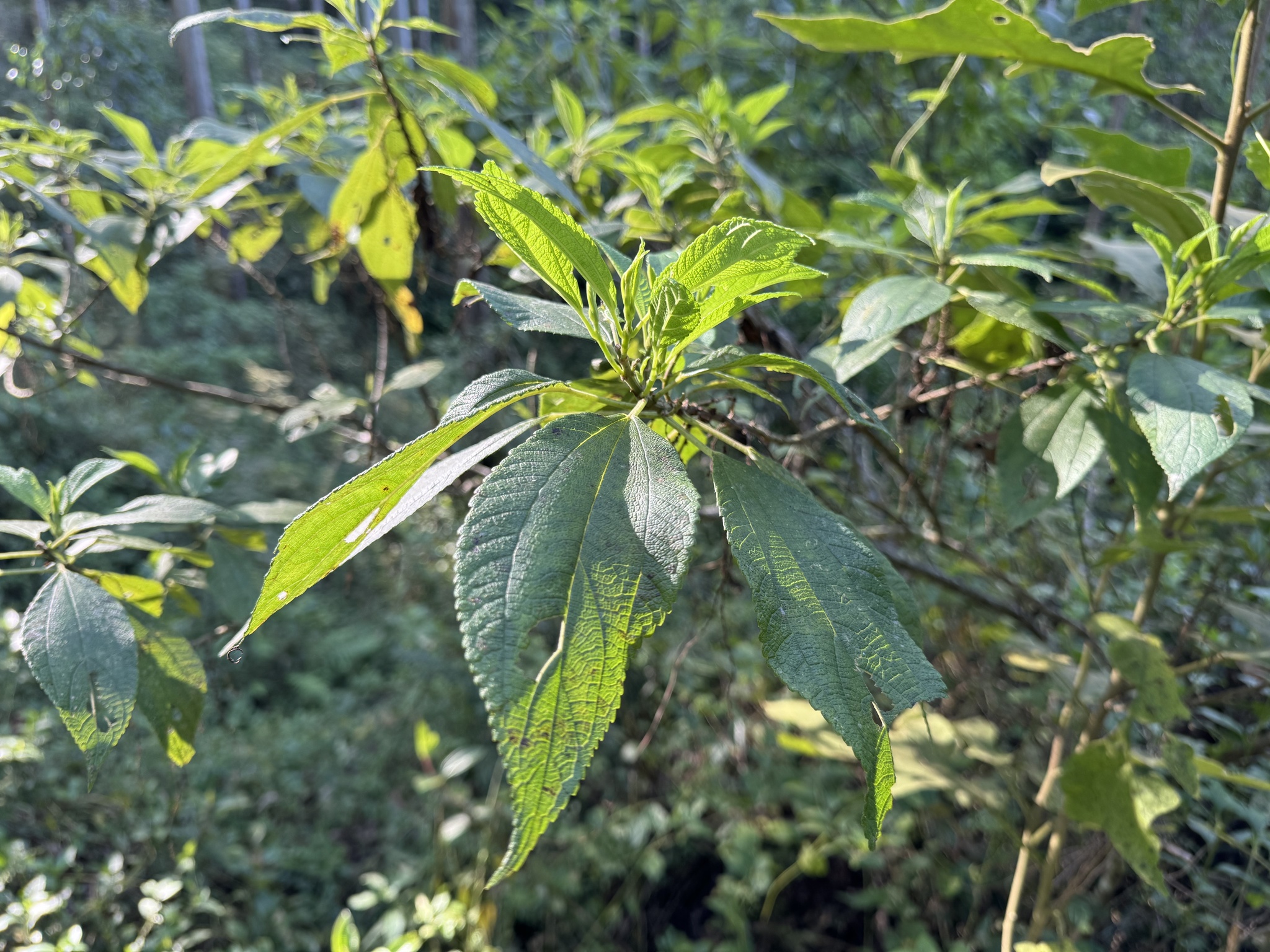 Boehmeria caudata