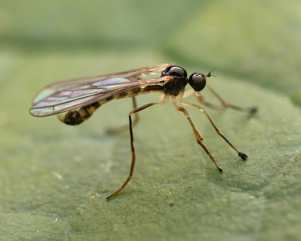 Brachystoma serrulatum