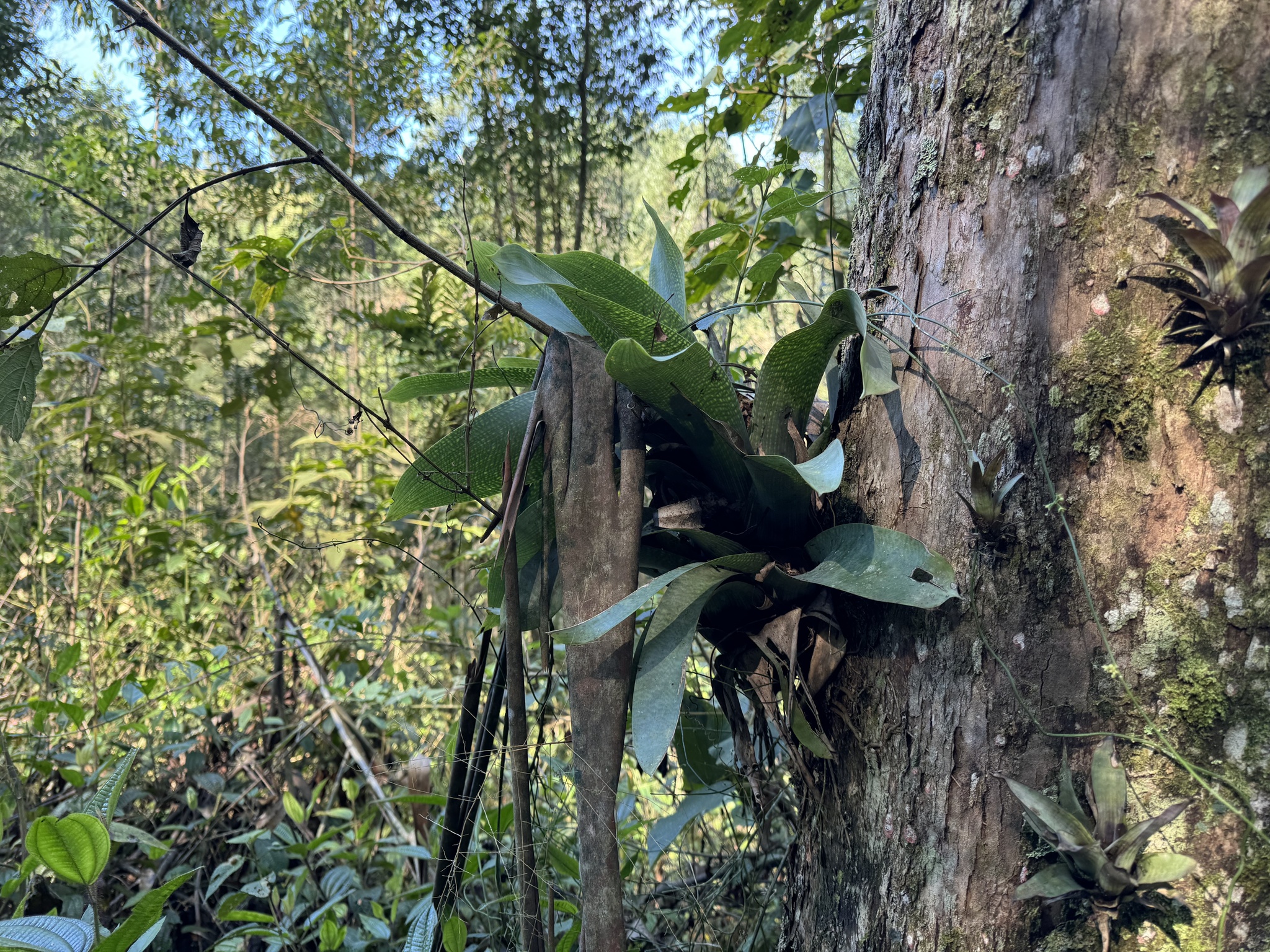 Vriesea gigantea