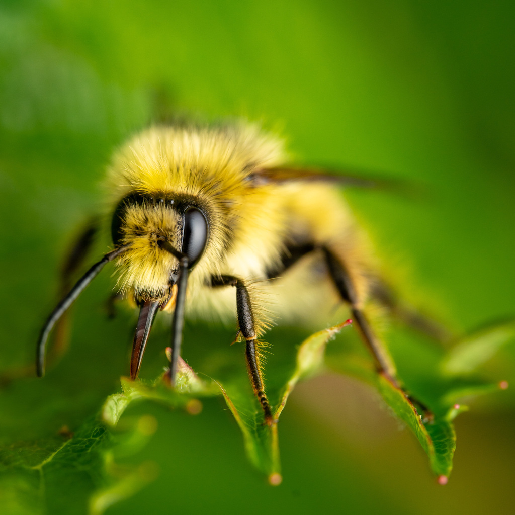 Bumble Bees in May 2024 by Claus Giloi · iNaturalist