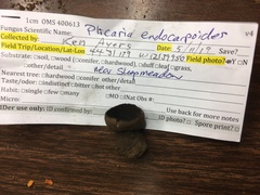 Plicaria endocarpoides