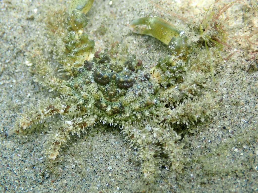 Mithraculus denticulatus
