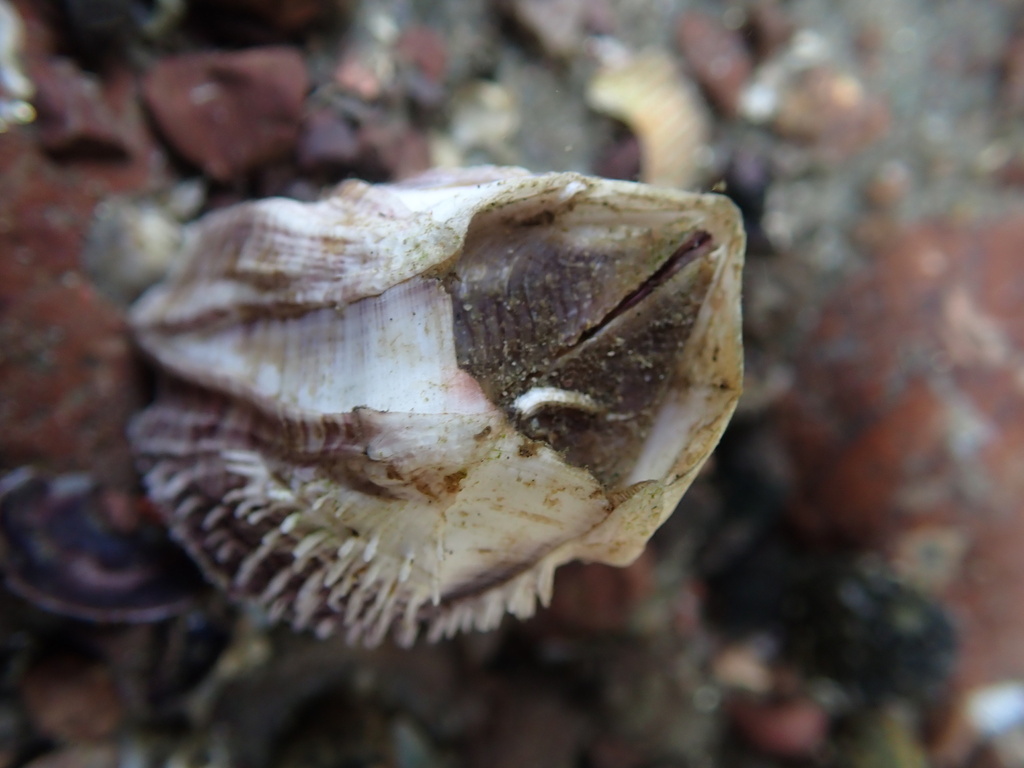 Megabalanus peninsularis