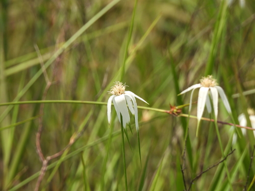 Image of Rhynchospora latifolia by (c) ncb1221, some rights reserved (CC BY)