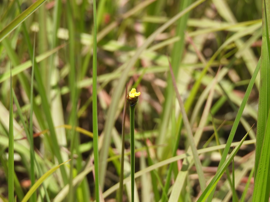 Xyris laxifolia; photograph (c) ncb1221, some rights reserved (CC BY)