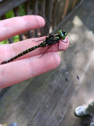 Harlequin Darner photographed in New Jersey