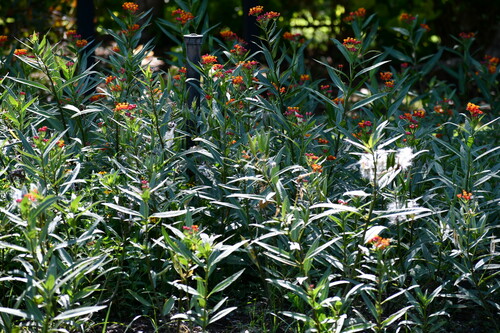 Asclepias curassavica observed 2024-05-24