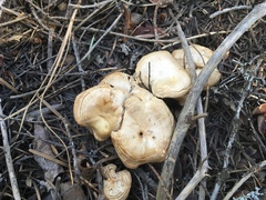 Clitocybe albirhiza