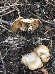 Clitocybe albirhiza