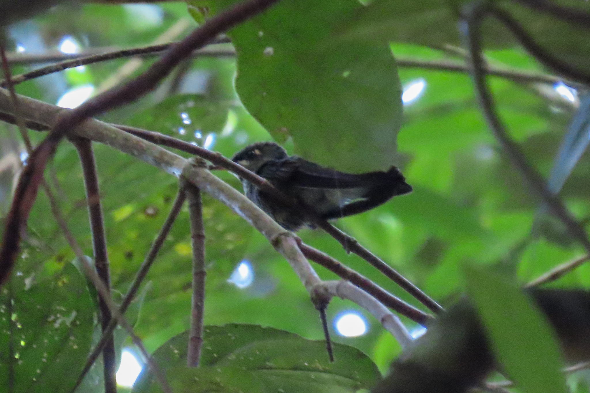 Pink-throated Brilliant (Heliodoxa gularis), photo 2