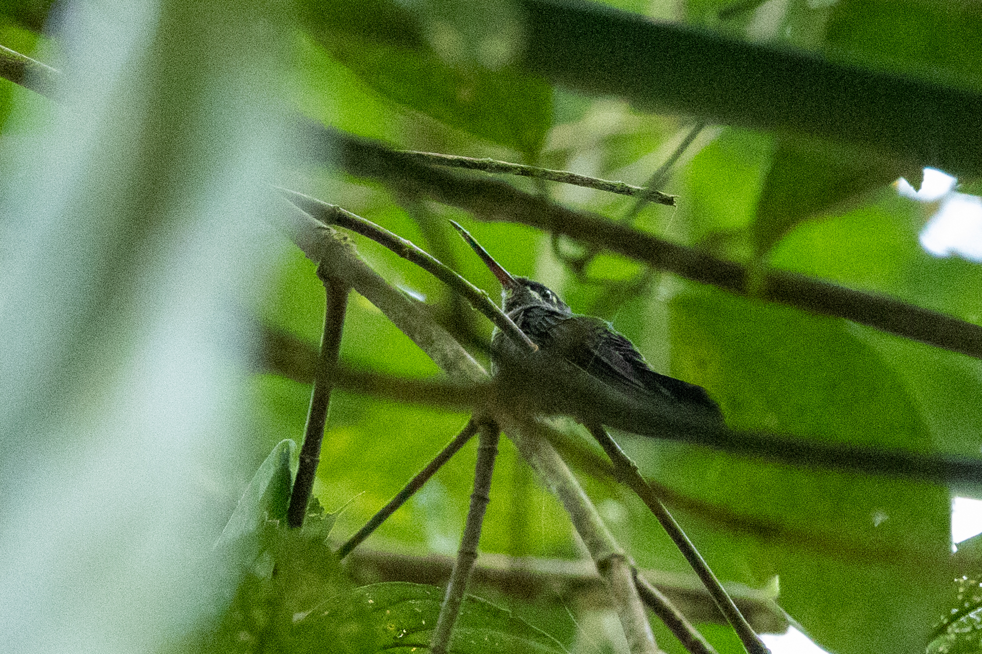 Pink-throated Brilliant (Heliodoxa gularis), photo 3