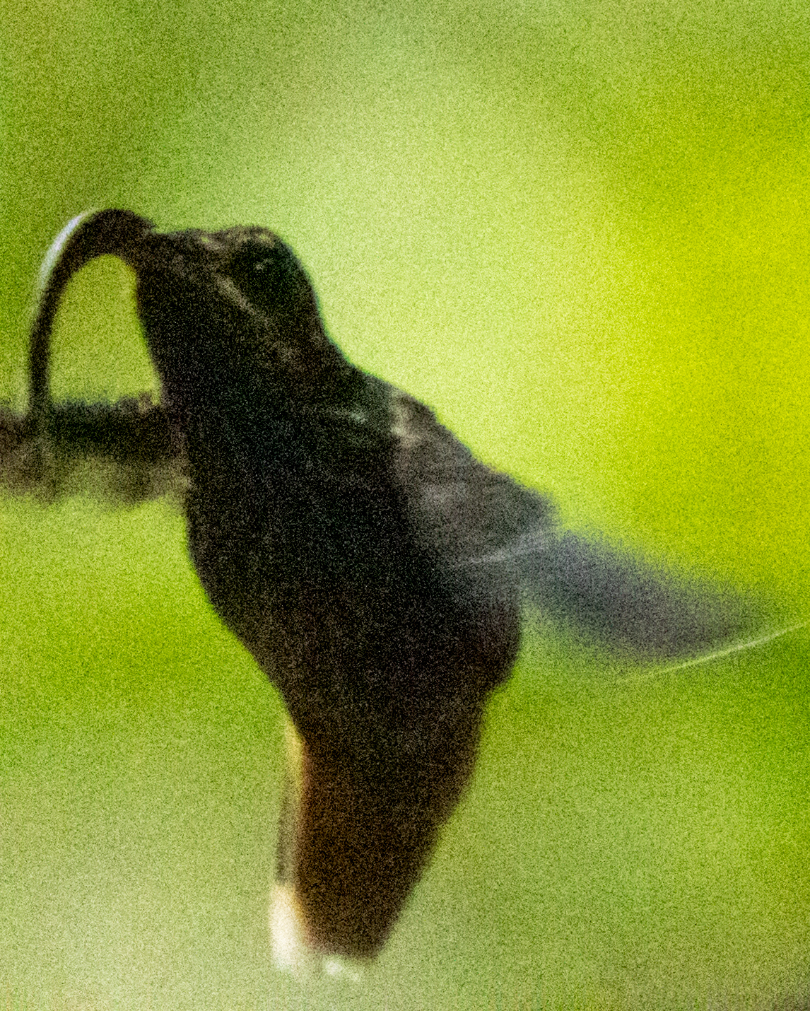 Buff-tailed Sicklebill (Eutoxeres condamini), photo 2