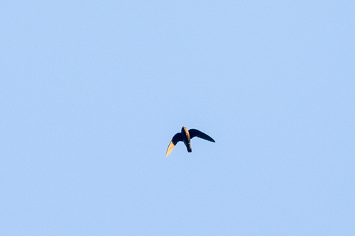 White-chinned Swift (Cypseloides cryptus)