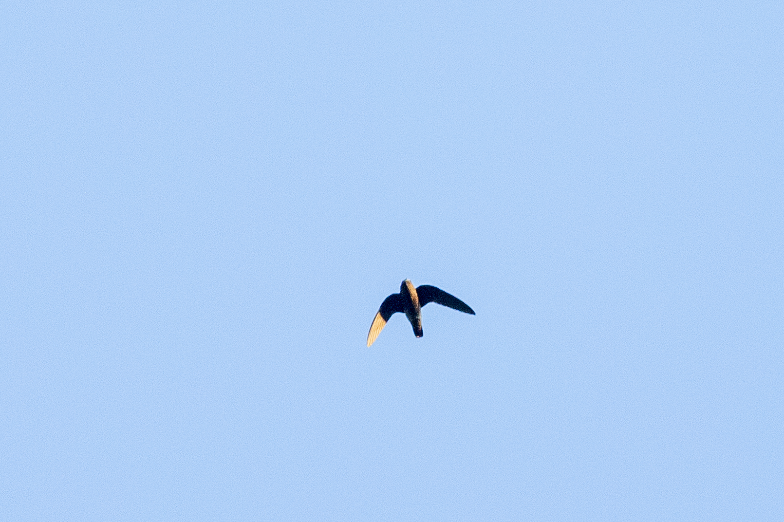White-chinned Swift (Cypseloides cryptus)