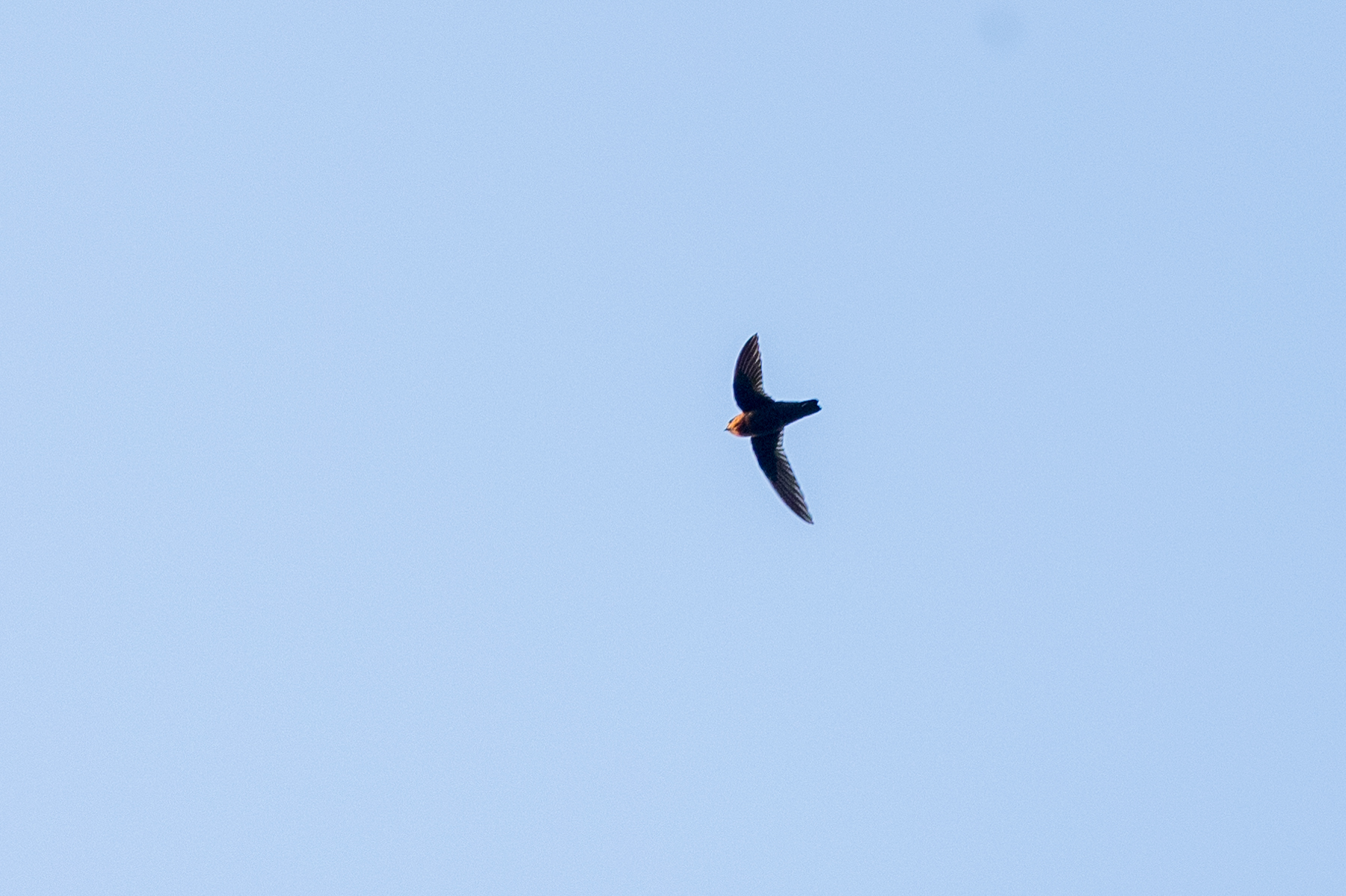 Chestnut-collared Swift illustration